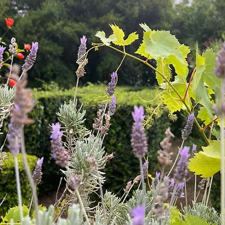 Garden Of Eden - アパート スヴェティ・ヴラス