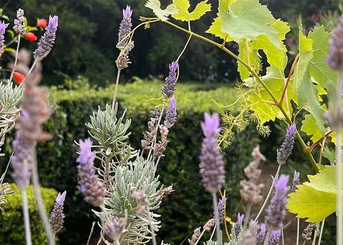 Garden Of Eden - Apartamento Sveti Vlas